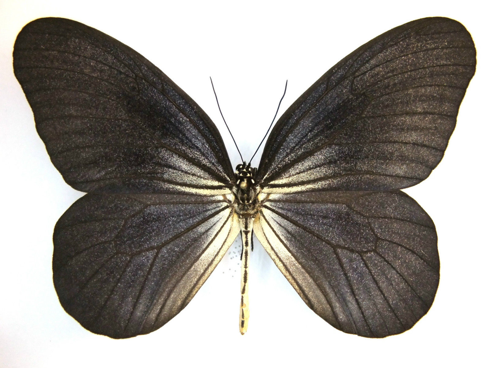 Idea blanchardi phlegeton (black aberration, binonko island) (Internet Image property of respective owner, non-commercial use only)